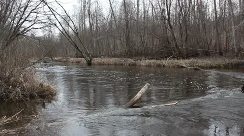 Forest river in autumn Stock Footage 10860866