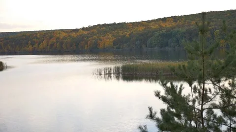 Forest river in autumn 스톡 동영상 81904631