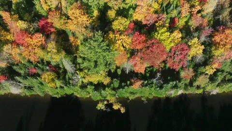 Forest by a River in Autumn Stock Footage 220014549