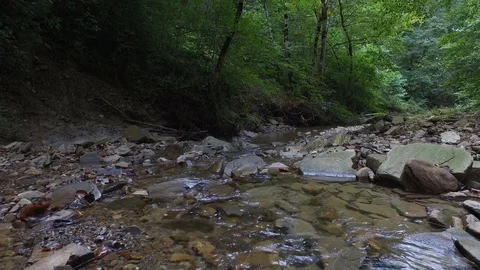 Forest river background Vídeo Stock 116597934