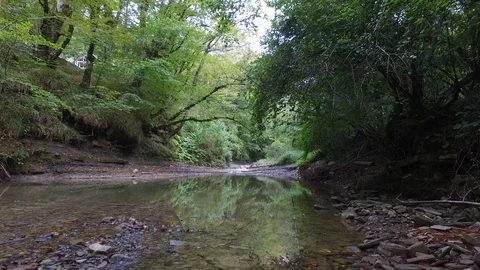 Forest river background Stockbeeldmateriaal 116597961