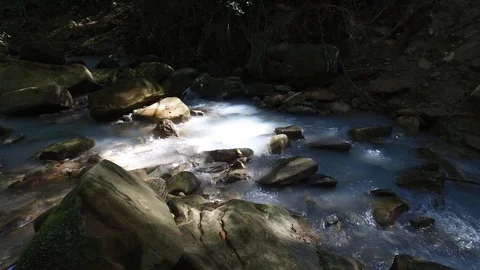 Forest river background Stock Footage 116598273