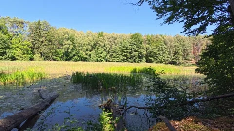 Forest River Backwater with Reeds and Algae in Summer Sunlight Stock Footage 342448964
