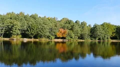 Forest on the river bank Stock Footage 221994204
