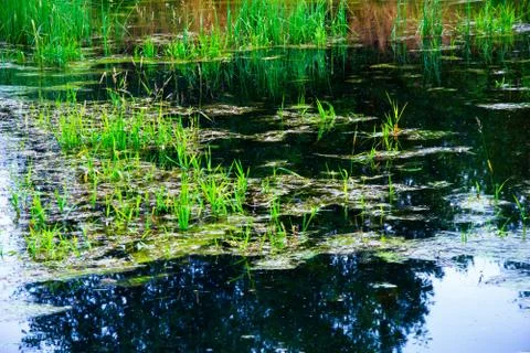 The forest river is blocked by an artificial dam. A small lake was formed fro Stock Photos