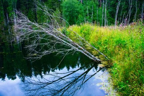 The forest river is blocked by an artificial dam. A small lake was formed fro Foto stock