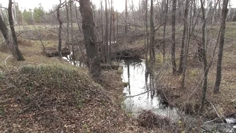 Forest river blocked by a small dam beaver Castor fiber Video stock 122842714
