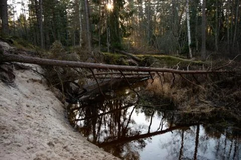 Forest river with broken trees Stock Photos