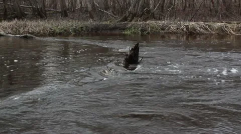 Forest river bubbling Stock Footage 10860896