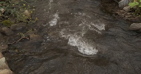 Forest river, channel gradually overgrows with shrubs, high mountain nature Stock Footage 118296442