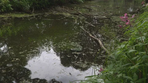 Forest river, clogged with fallen branches Stock Footage 113314404