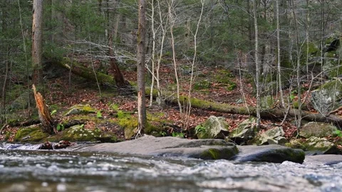 Forest River Closeup Stock Footage 295236949