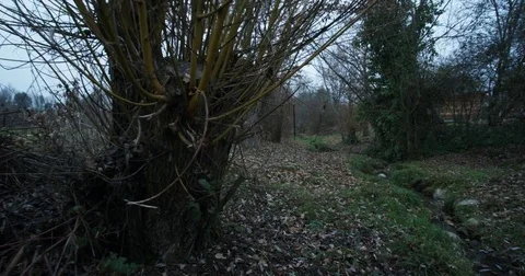 Forest river cloudy steadyshot Stock-Footage 83578010