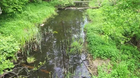 Forest river with dead tree log lying over Stock Footage 220297261