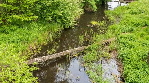 Forest river with dead tree log lying over, Bialowieza Forest, Poland, Europe Stock Photos