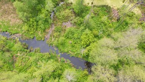 Forest river with dead tree log lying over, Bialowieza Forest, Poland, Europe Stock Photos