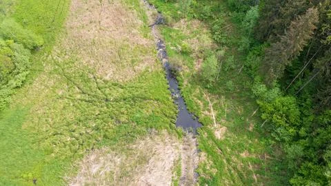 Forest river with dead tree logs lying over, Bialowieza Forest, Poland, Europ Stock Photos