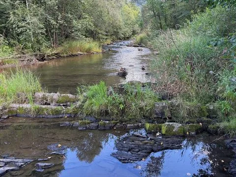 Forest river with ducks in Ostravice. Stock Photos