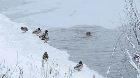 On the forest river during a snowfall ducks 스톡 동영상 85316800