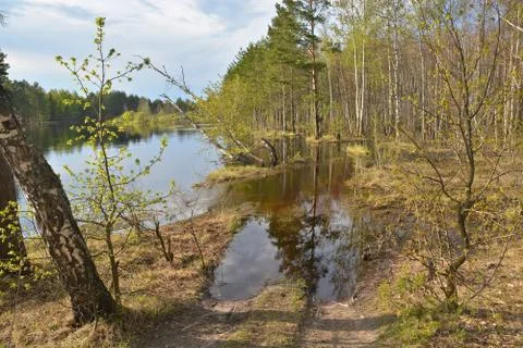 Forest river in early may. Stock Photos
