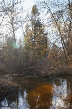 Forest River in the early spring at sunset Stock Photos