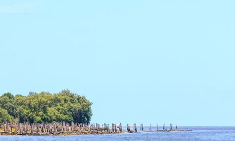 Forest at the river estuary Stock-Fotos
