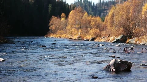 Forest river in the fall Stock Footage 44723952