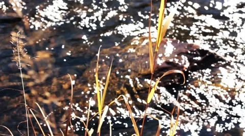 Forest river in the fall Stock Footage 44723982