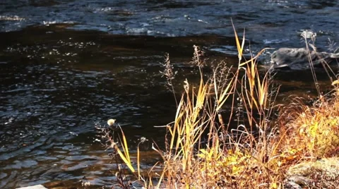 Forest river in the fall Stock Footage 44724051
