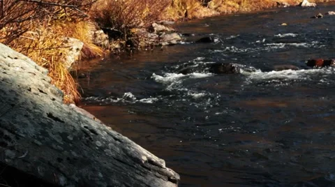 Forest river in the fall Stock Footage 44724134