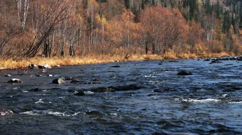 Forest river in the fall Stock Footage 44724172