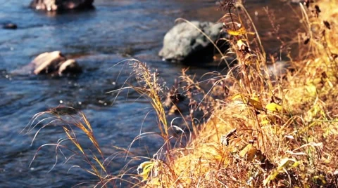 Forest river in the fall Stock Footage 44724267