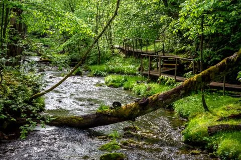 Forest with river, fallen tree and bridge. Foto stock