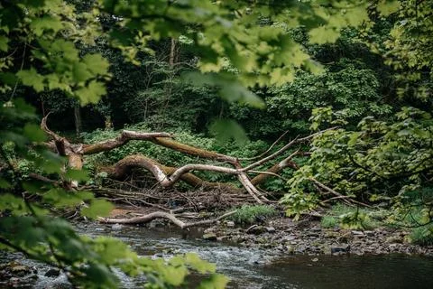 Forest River with Fallen Tree Branches Foto stock