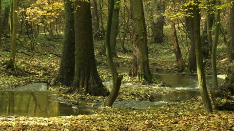 Forest river, falling leaves Stock Footage 32592119