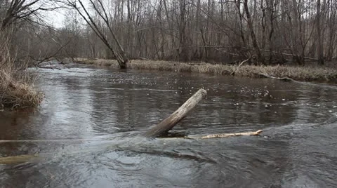 Forest river with floating tree Stock Footage 10860930