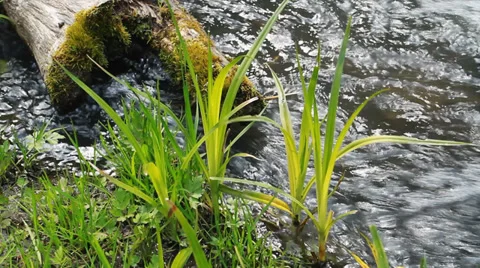 Forest River Flow Stock Footage 39448186