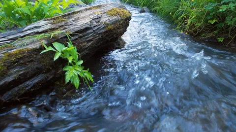 Forest River Flow Stock Footage 40996215