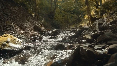 Forest River Flow 動画素材 77032597