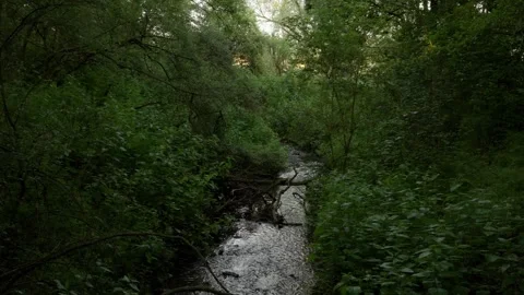 Forest river flow with greenery around 動画素材 243001259