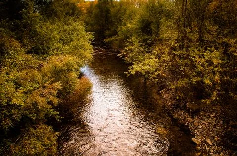Forest river flow landscape. River wild in forest. Forest river landscape Stock Photos