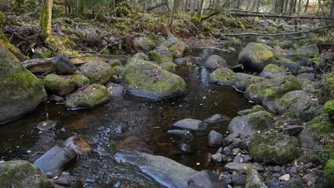 Forest river, the flow of water 動画素材 323066120