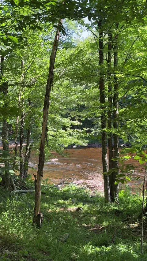 Forest River Flowing Behind Green Trees and Leafy Branches Stock Footage 346503108