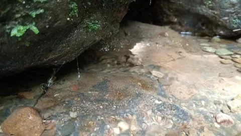 Forest River Flowing Gently With Natural Stones – Relaxing Footage Stock Footage 329769324