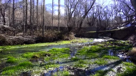 Of a forest river flowing gracefully amidst bare trees, stock footage. Stock Footage 304784419
