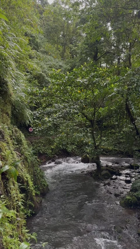 Forest River Flowing Over Rocks in Lush Green Jungle, Vertical Shot Stock-Footage 324498174
