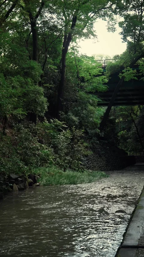 Forest river flowing under a bridge with summer cicada sounds Stock Footage 345780567