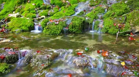 Forest river flows - slow motion Stock Footage 13260599