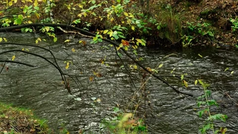 A forest river that flows through mountainous terrain in autumn. Stock Footage 317253277