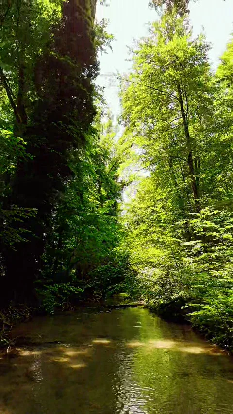 Forest river fly Stockbeeldmateriaal 319361243